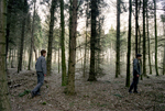 fir-trees
